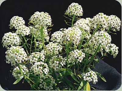 Alyssum - Calming