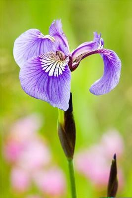 Iris - Faith