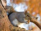 Squirrel 