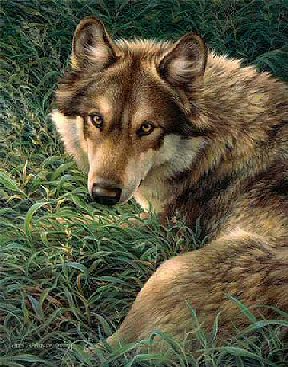 Wolf