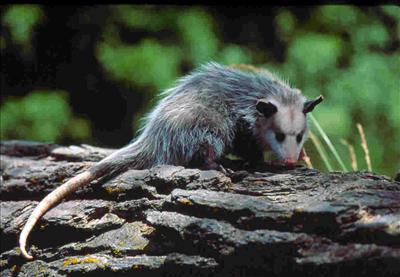Opossum