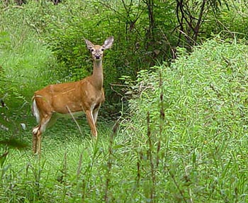 Deer