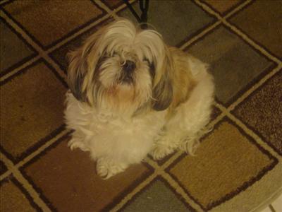 Daisy