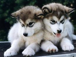 Buster and Max