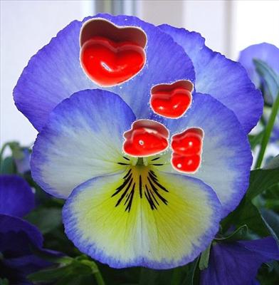 Pensée coeur 2