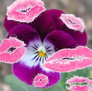 Pensée Bisous