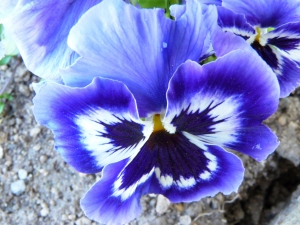 Pensée 10