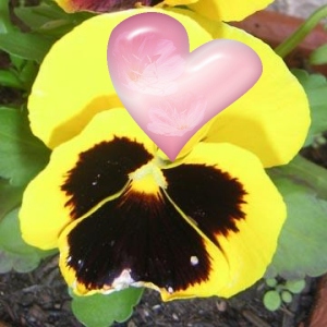 Pensée coeur