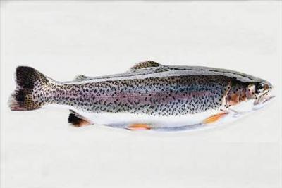 Fisch aus dem Weiher