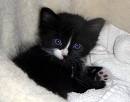 cute kitty =]