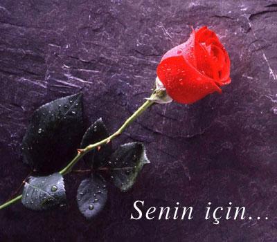 kalp