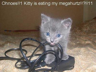 Kitty Cat