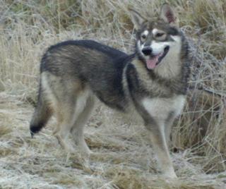German Wolfhound