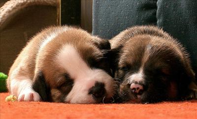 Puppies
