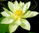 fiore di loto