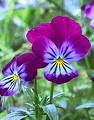 viole