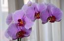 orchidea