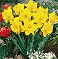 narcisi