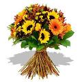 girasoli