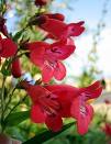 campanule