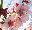 fiore di pesco