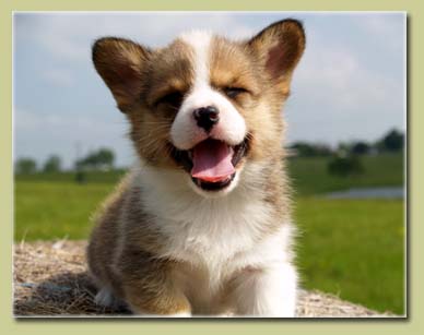 puppy