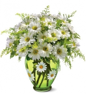 Daises in Vase