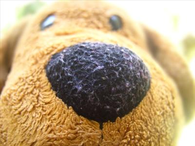 EdwardNose