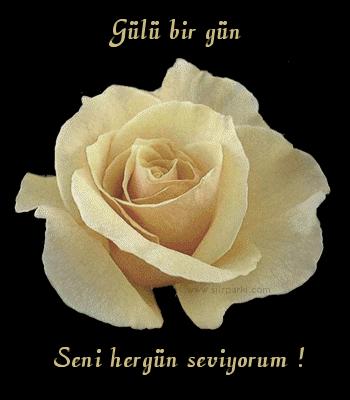 gül15