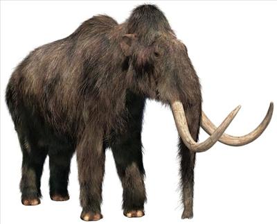 Kurwa ze si MAMUT ! ! !
