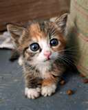 Scaredy cat kiss