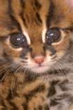 Tiger kitten kiss