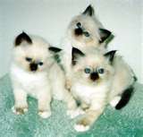 3 kittens kiss