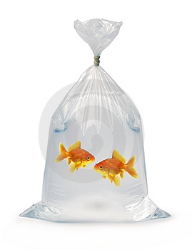 GoldFish