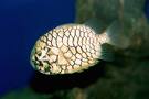 pineapple fish!