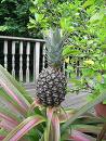 pineapple tree!