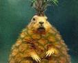 pineapple beaver!