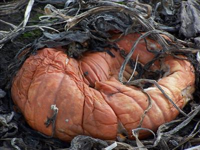 Rotten Pumpkin
