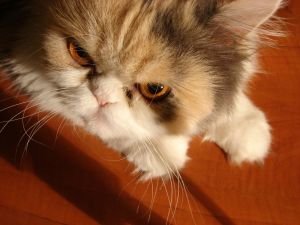 Angry Cat