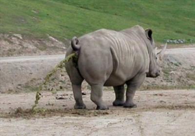 Fresh Rhino Crap