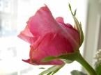 Rose Pic