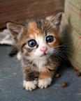 Adorable Kitty Pic