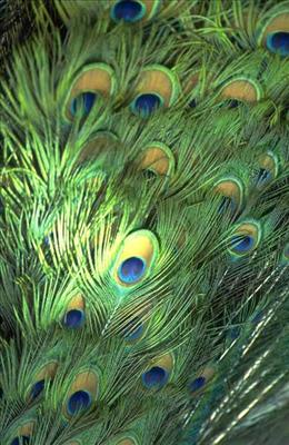 Feather