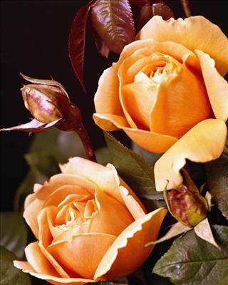 Rose 3