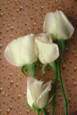 Rose 1