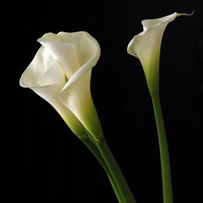 Weiße Calla Lilie