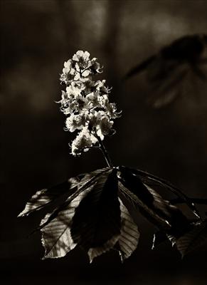 Kastanienblüte