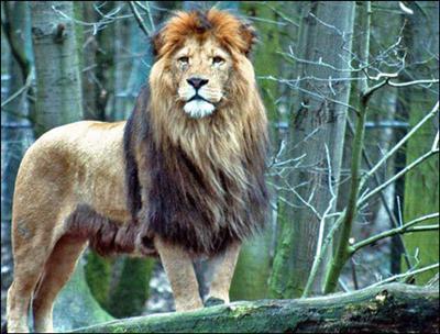 aslan
