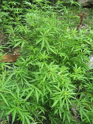 Marihuana