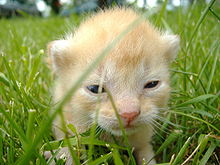 Meow